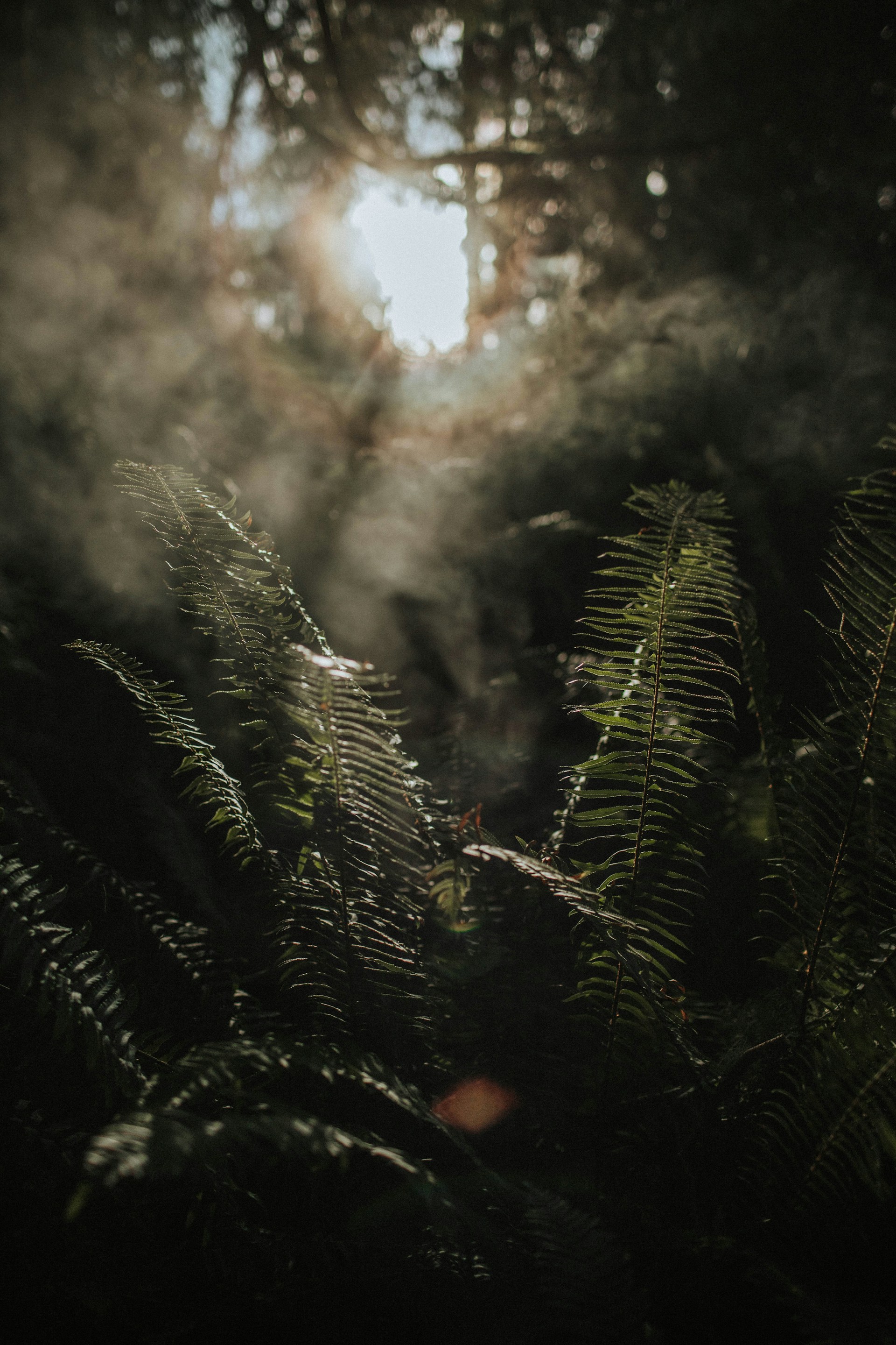 Into the Green